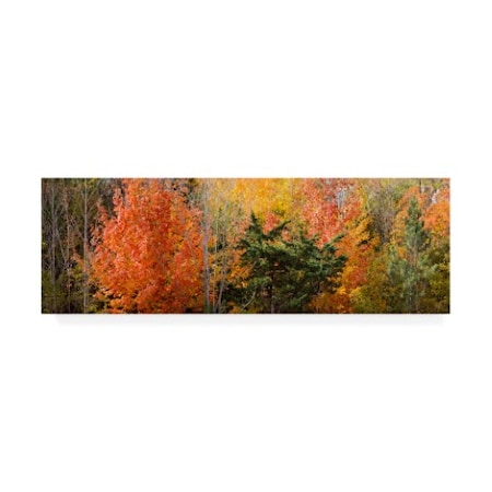 Monte Nagler 'Fall Mosaic Farmington Hills Michigan Color Pan' Canvas Art,10x32
